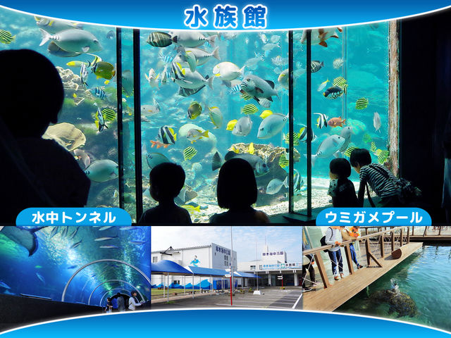 【水族館】串本の海にいる生き物だけを展示!迫力の水中トンネル、ウミガメプールの餌やり体験が人気!_串本海中公園