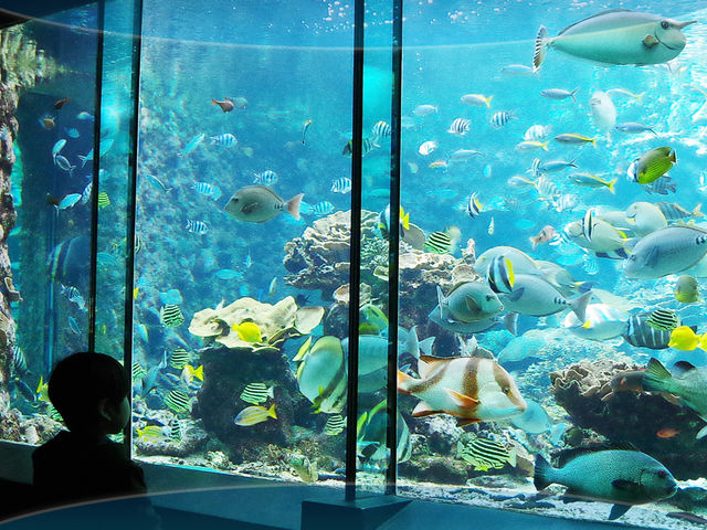 【水族館】串本の海を再現した大水槽をはじめ、生態にスポットを当てて約400種・4000匹の生き物を展示しています。_串本海中公園