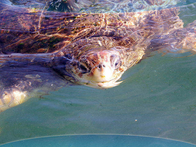 【ウミガメプール】30匹の大ウミガメが暮らしています♪餌やり体験を常時開催♪_串本海中公園