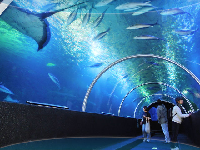 【水中トンネル】水族館内で最大の水槽には、魚の群れやサメ、エイ、ウミガメが泳ぎ回っています。_串本海中公園