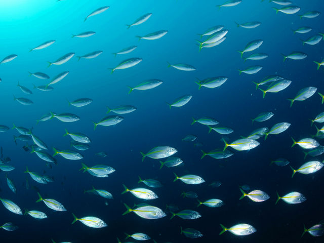回遊魚シマアジの大群に巻かれることもある!!_クラブノア すさみ
