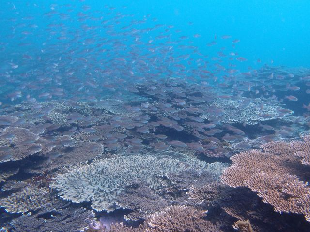 カラフルなサンゴ礁も必見!_クラブノア すさみ