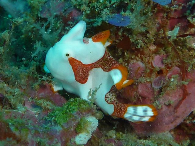 ダイバーに大人気のクマケロちゃん_クラブノア すさみ