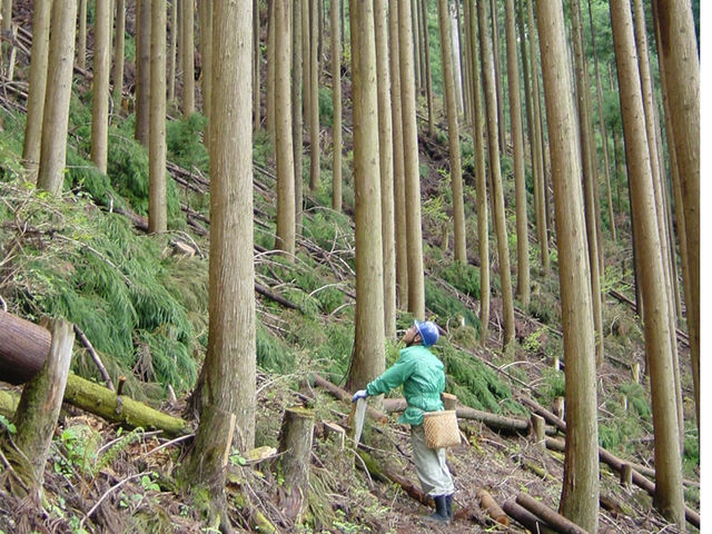 奈良県吉野は500年以上前から木を植えて丁寧に育てる林業が盛んな地域です。_あかり工房吉野