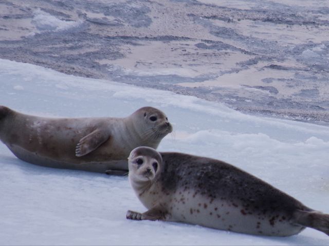 流氷の上でくつろぐアザラシに出会えるかも!?_網走流氷観光砕氷船おーろら