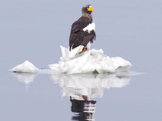 雄大に空を舞うオオワシやオジロワシに出会えることも。_網走流氷観光砕氷船おーろら