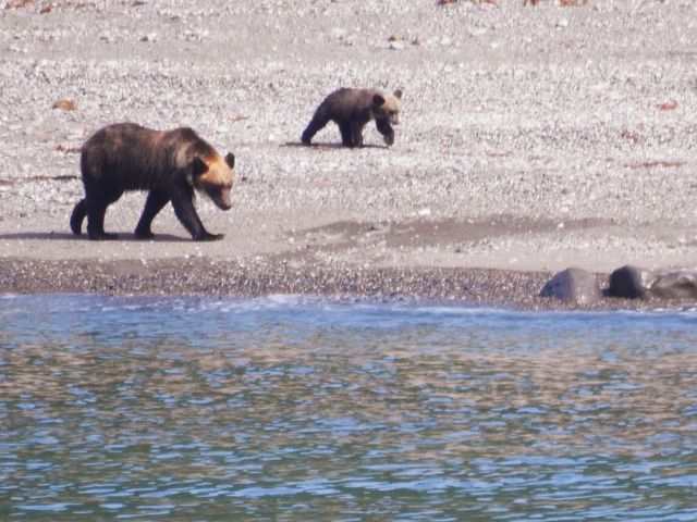 運が良ければヒグマなどの野生動物に出会えることも!?_知床観光船おーろら