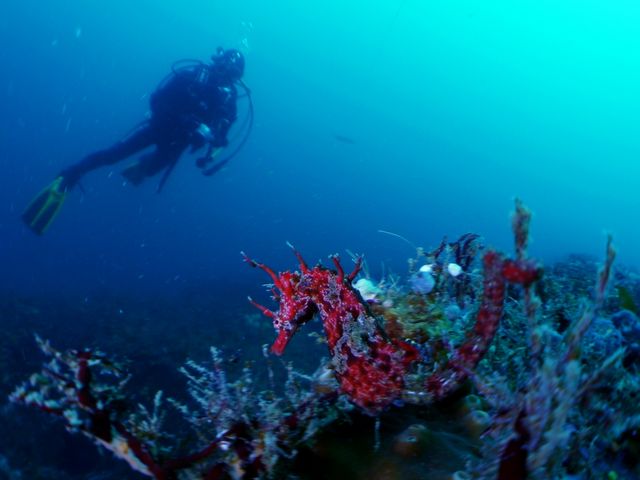 ファンダイブでは大物から小さな生物まで観察できます。_アリストダイバーズ