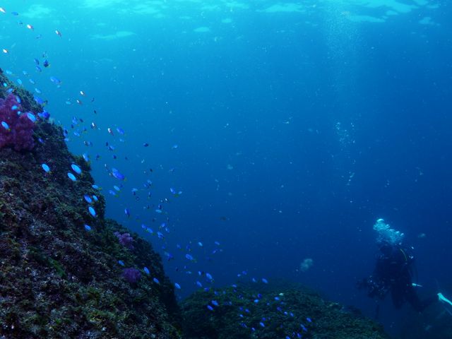 カラフルな南方系の魚_アリストダイバーズ