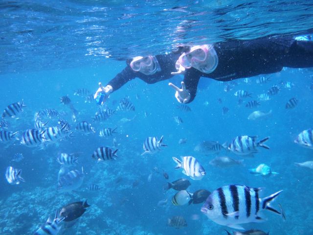 青の洞窟だけじゃない!カラフルな魚たちと遊べます!_アルガイド沖縄