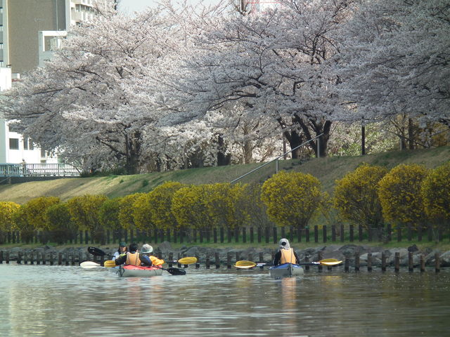 お花見カヤック!_Outdoor sports clubZAC