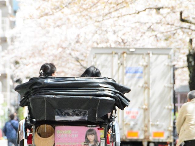桜の季節は隅田川公園沿いでお花見♪_えびす屋浅草店