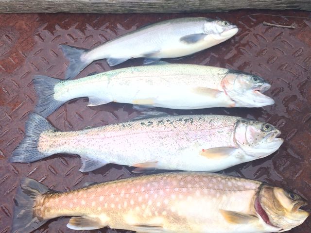 釣り船 うえ乃