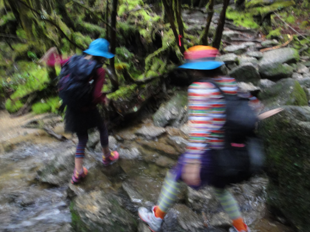 もののけ姫の舞台になったといわれる、苔むす森。白谷雲水峡_樹之香