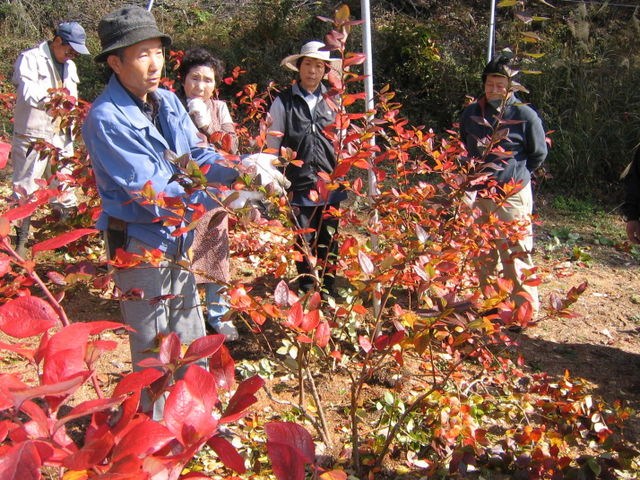 剪定作業、紅葉も綺麗です。_鳴沢村ブルーベリー生産組合 臼田和地区