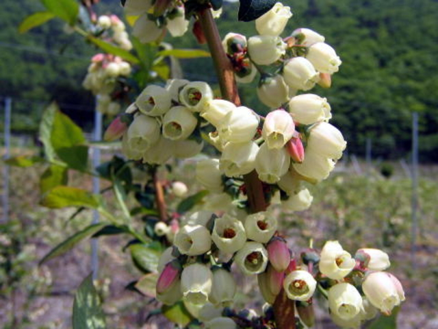 ブルーベリーの花、釣鐘の形をしています。
_鳴沢村ブルーベリー生産組合 臼田和地区