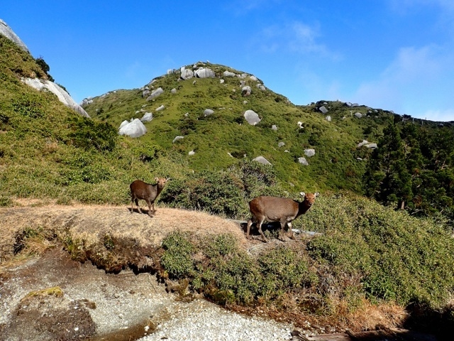 GREEN MOUNT