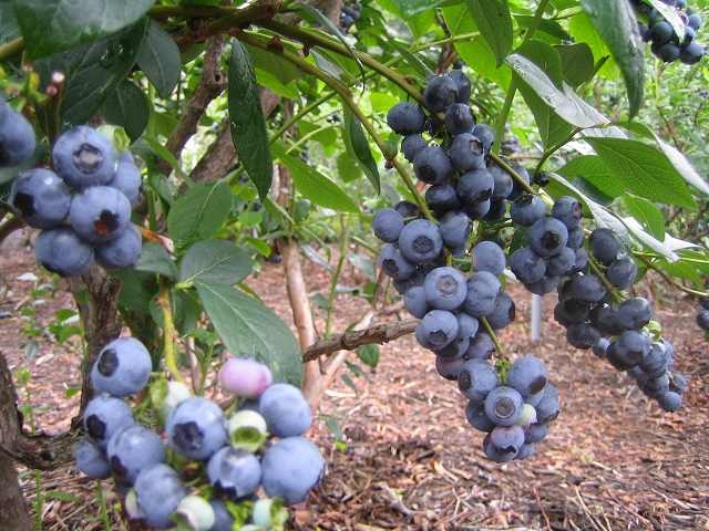 鳴沢村ブルーベリー生産組合 大木原地区