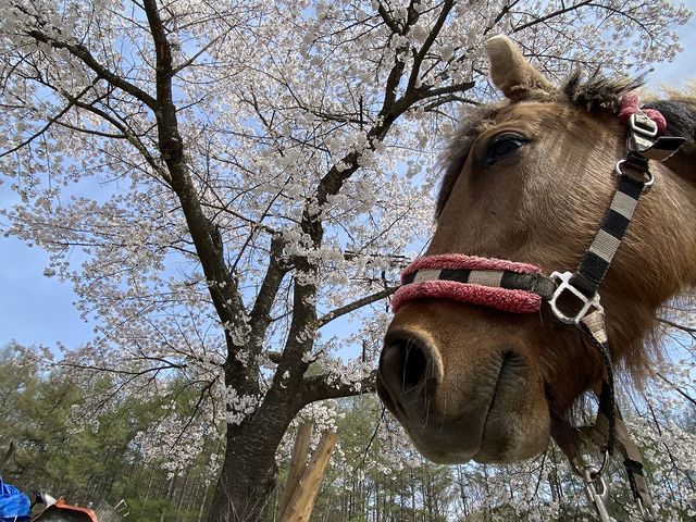カナディアンキャンプ八ヶ岳