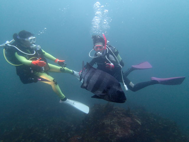小田原ダイビングショップ OPEN WATER