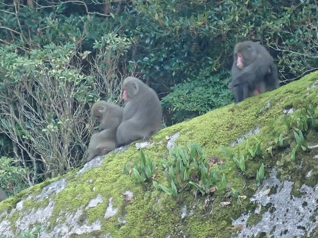 西武林道でヤクザル_BIG-TRIP