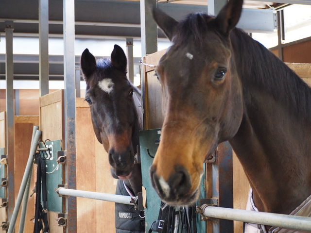 座間近代乗馬クラブ