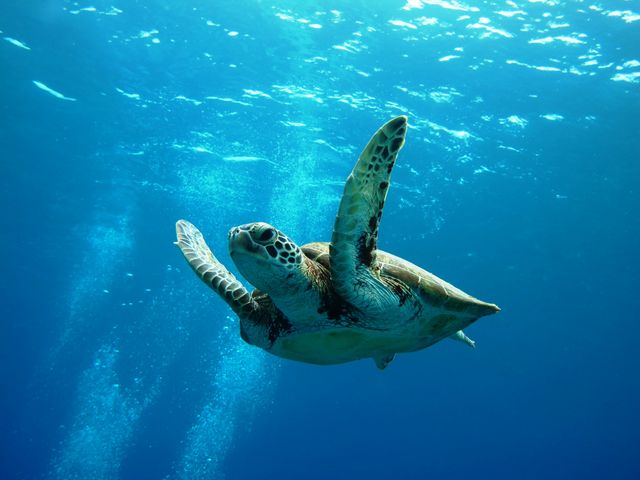 With Me Dive