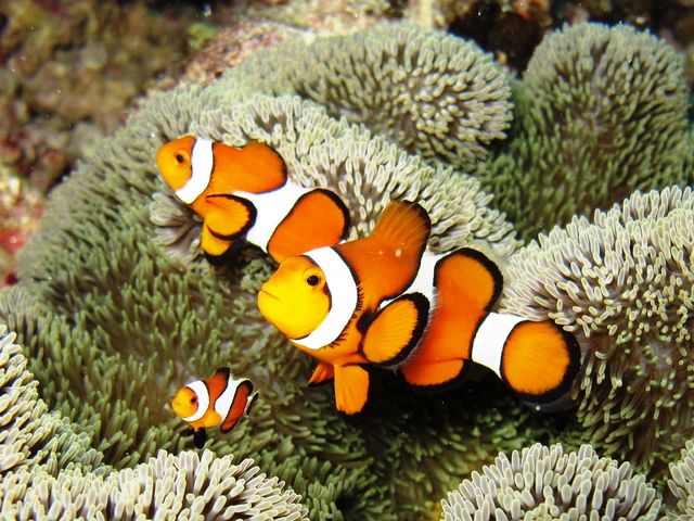 With Me Dive
