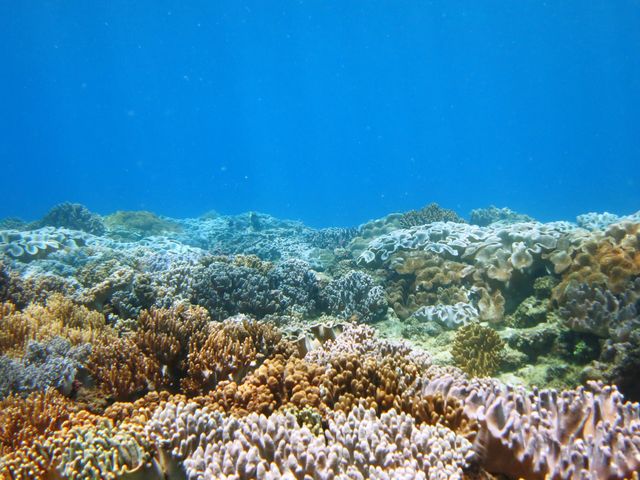 With Me Dive