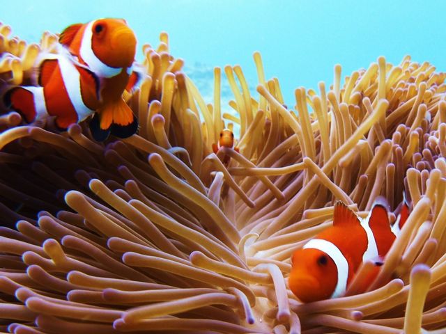 人気のかくれクマノミにも会えるかも_Pro Scuba Team SEALs