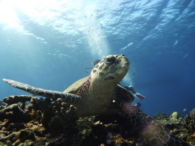 こんな近くで見れることも_Pro Scuba Team SEALs