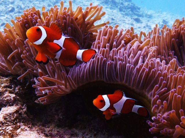 映画でおなじみ『ニモ』_Pro Scuba Team SEALs