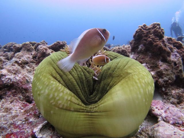 イソギンチャク_Pro Scuba Team SEALs