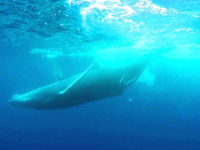 ★くじらの大ジャンプを見れたらラッキー♪_マリンクラブ ベリー 那覇店
