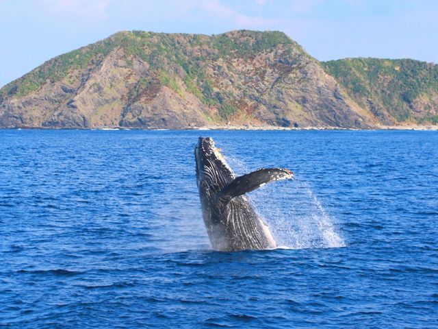 ★クジラのジャンプは出現率15%!見れたら運がいい♪_マリンクラブ ベリー 那覇店