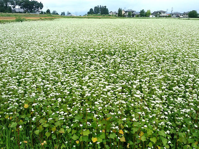 安曇野の蕎麦はきれいな空気ときれいな水で育ちます。昼夜寒暖差のある環境でよい蕎麦が生まれます。_体験倶楽部 道祖神