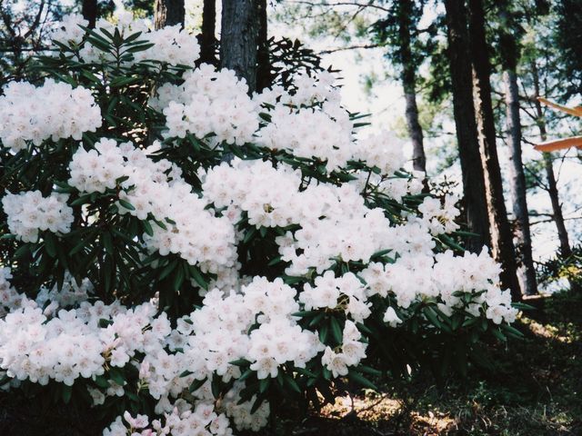 【石楠花−シャクナゲ】
カネハ窯の裏には石楠花がたくさん咲きます。
見頃は4月中旬から5月中旬あたり_カネハ窯
