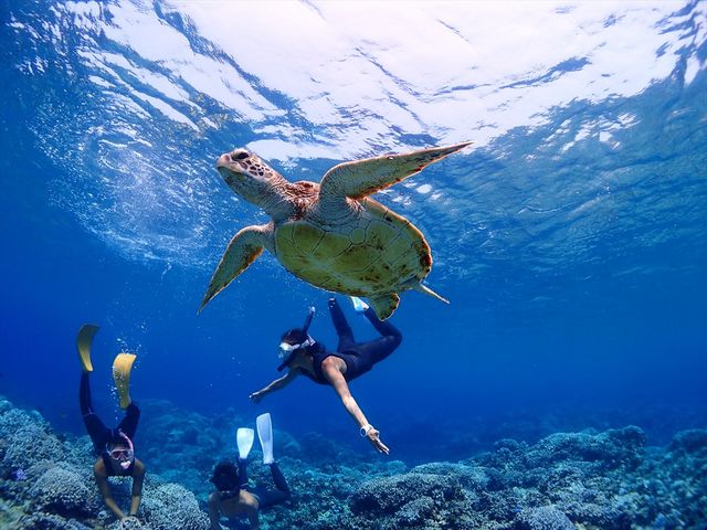 ウミガメ遭遇率大のケラマ諸島で、カメと泳いでみませんか?!_ディーズパルス沖縄