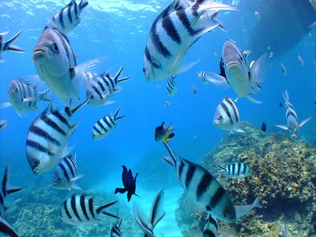 ポイントに船を停泊させると、ドサッと熱帯魚のお出迎えから始まります!!_ディーズパルス沖縄