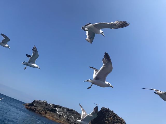 青の洞窟 小樽グラスボート