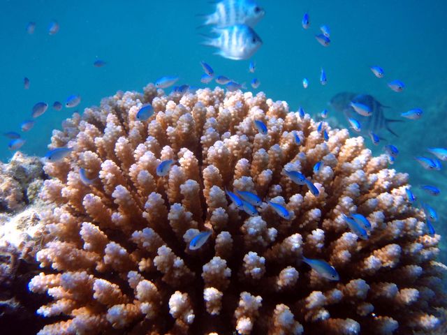 シュノーケリングツアー_石垣島観光