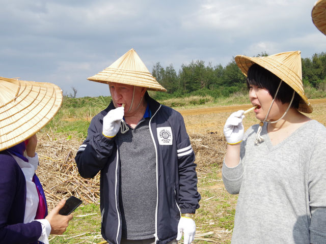 【サトウキビ刈りと丸かじり】刈りたて新鮮サトウキビをかじると、甘い甘いサトウキビの汁がお口いっぱいに広がりますよ♪_沖縄体験ニライカナイ