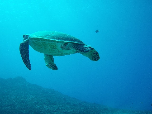白浜海洋センター