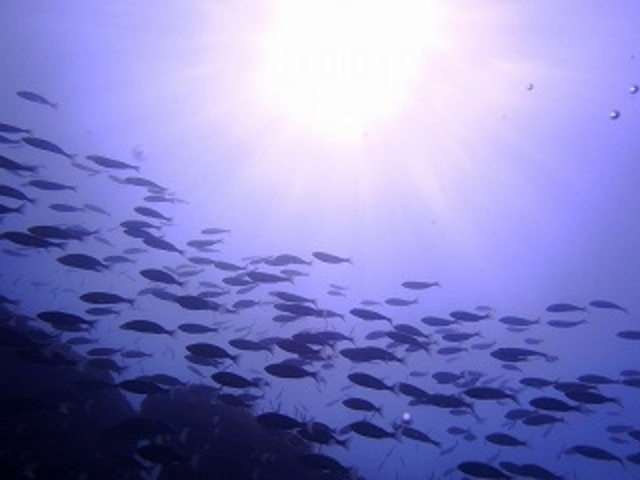 白浜海洋センター