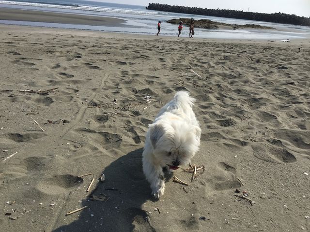 ワンコも喜ぶ美しく広いビーチ(マナーを守りましょう)_DearSurf