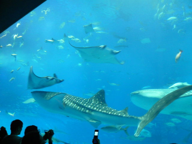 美ら海水族館から車で3分!_ヒートウェーブ