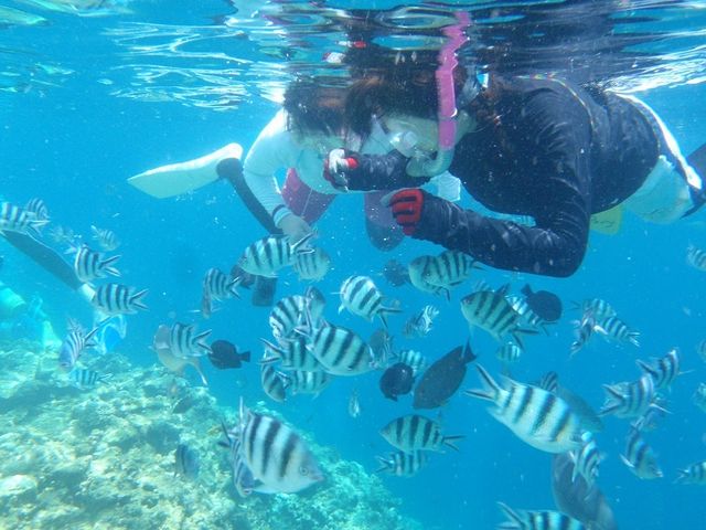 たくさんのお魚たちに出逢えます♪♪♪_ヒートウェーブ
