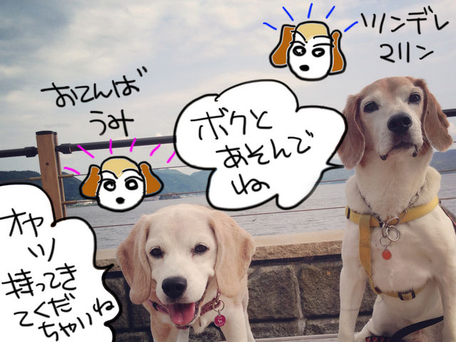 ものすごい熱烈歓迎します!わんこ好きの方集まれ〜!(ただしちょっと毛がついちゃうのはご覚悟を!苦笑)_マリンボウ