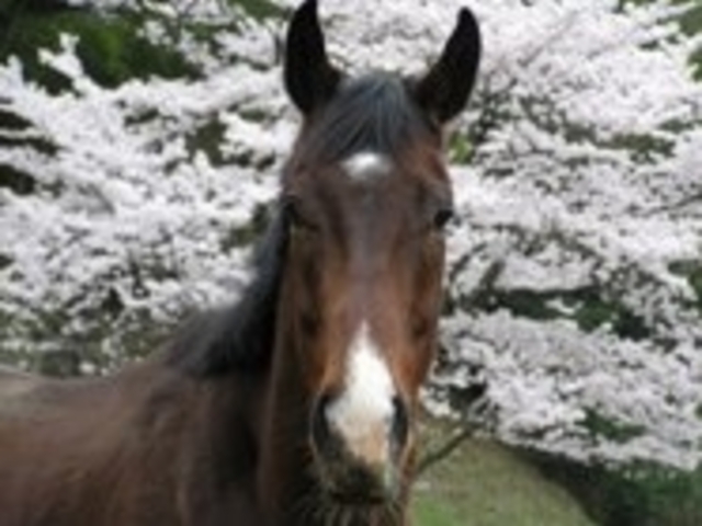 ほんごう馬の里