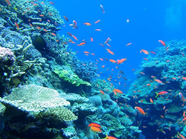珊瑚礁の海に群れ遊ぶカラフルな熱帯魚たち_川平マリンサービス